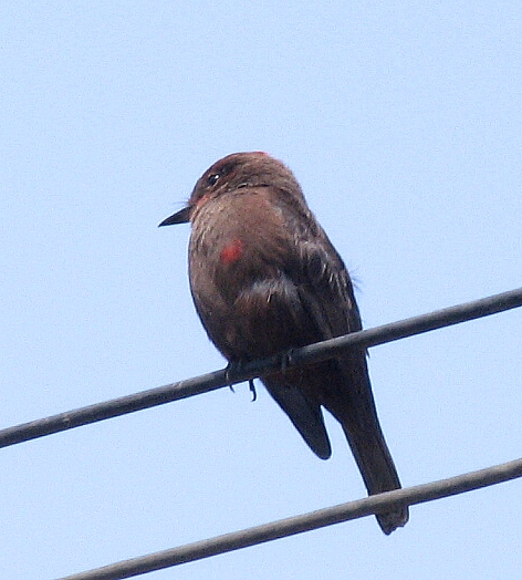 Pyrocephalus rubinus obscurus/melanistic morph