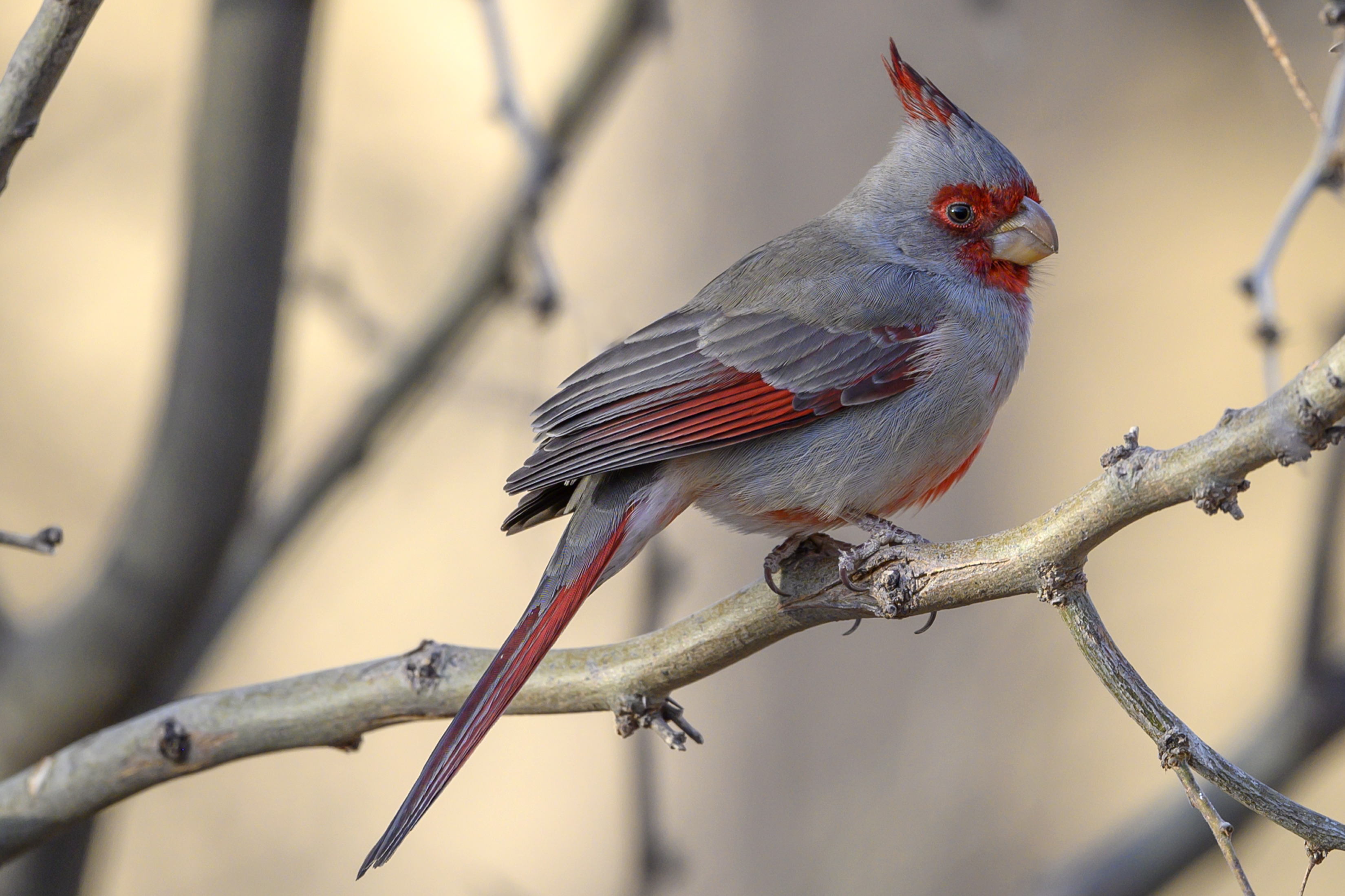 Pyrrhuloxia.jpg