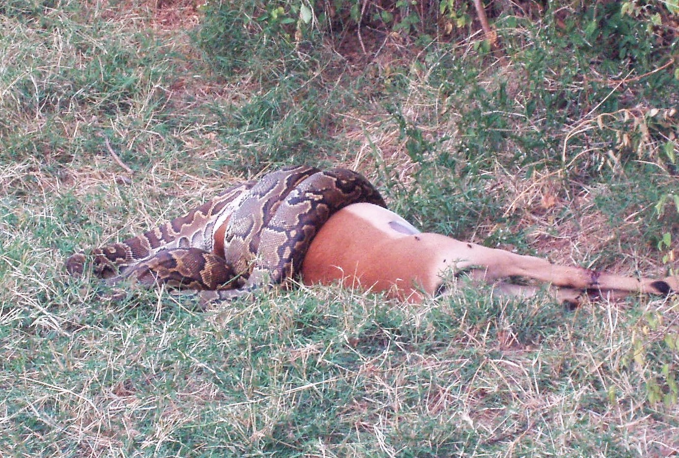 Python eating antelope