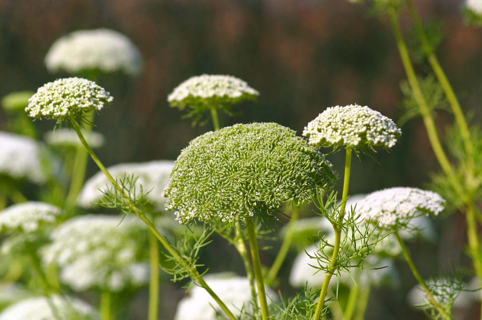 Queen Anne's Lace?