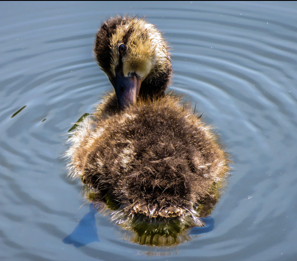 &quot;Alright Mr. DeMille, I'm ready for my close-up&quot; - Duckling