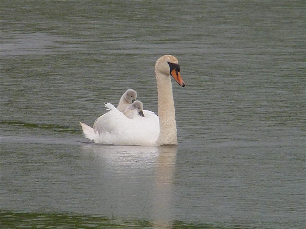 &quot;Can we go on the Swans&quot;