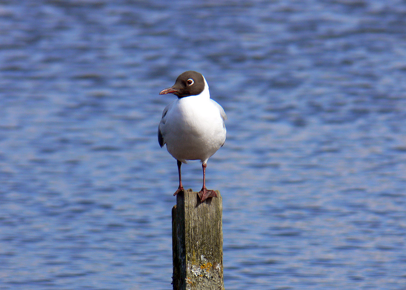 &quot;Hooded Gull&quot;