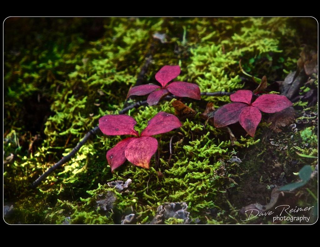 &quot;Red on green&quot;