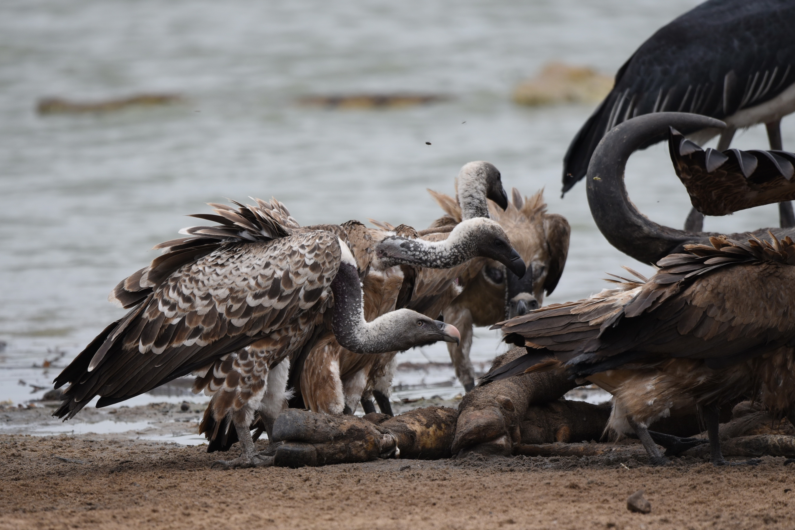 Rüppell's Griffon Vulture