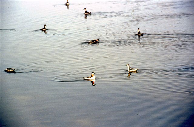 R_N_Phalaropes