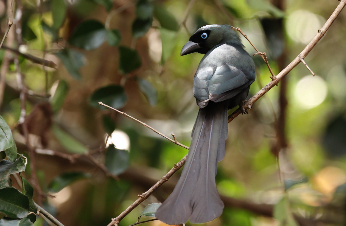 Racket-tailed Treepie