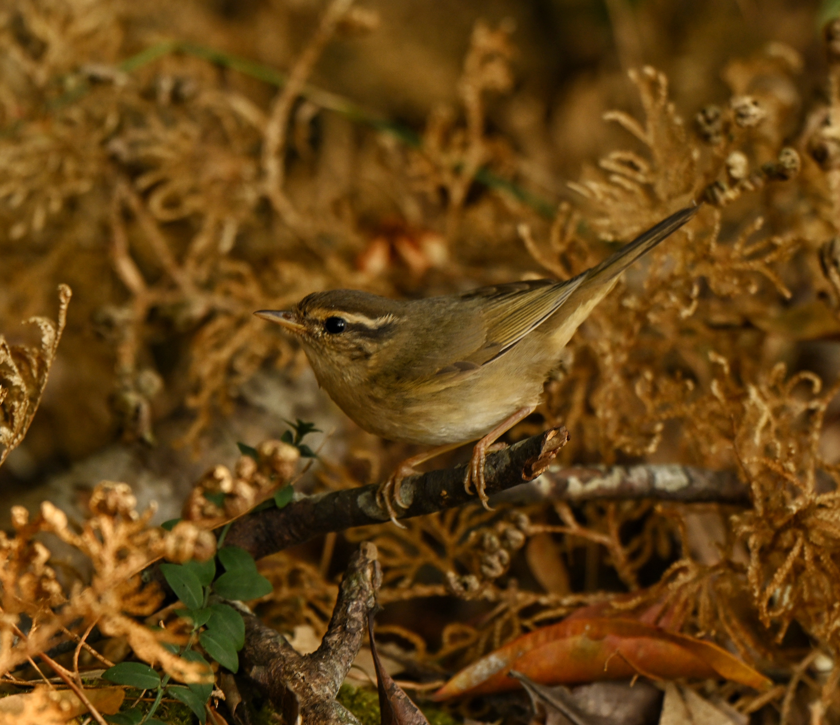 Radde's Warbler