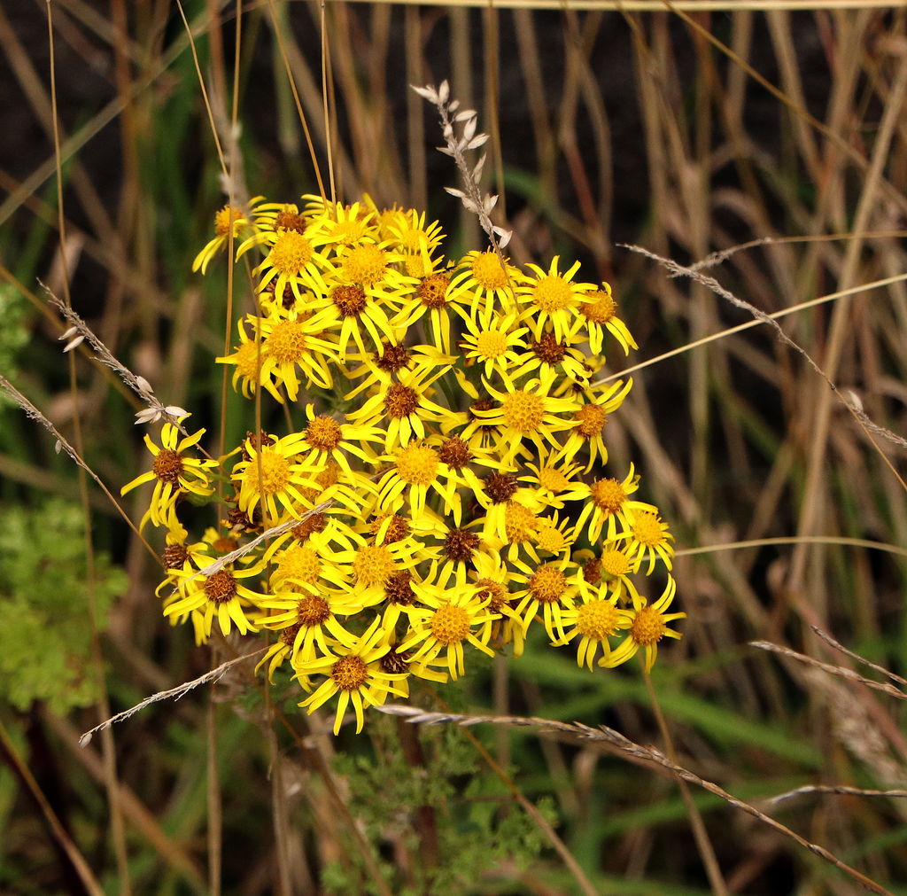 Ragwort