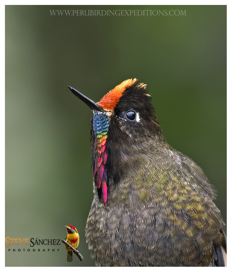 Rainbow-bearded Thronbill