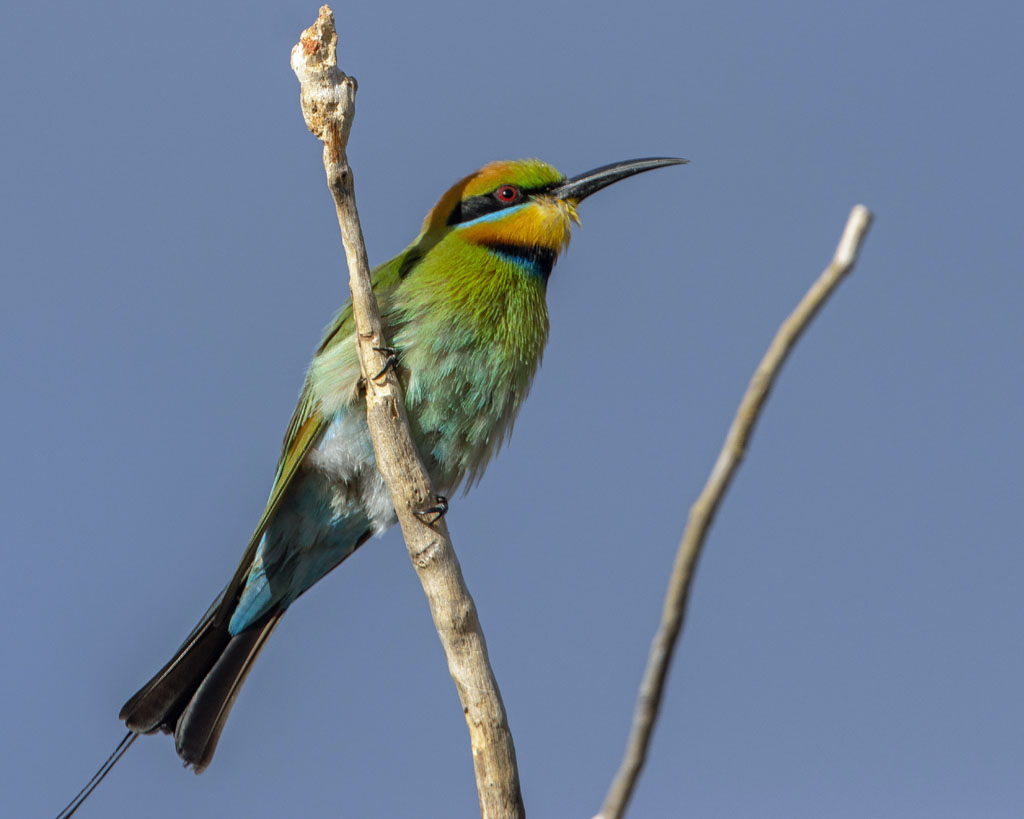 Rainbow Bee-eater (m)