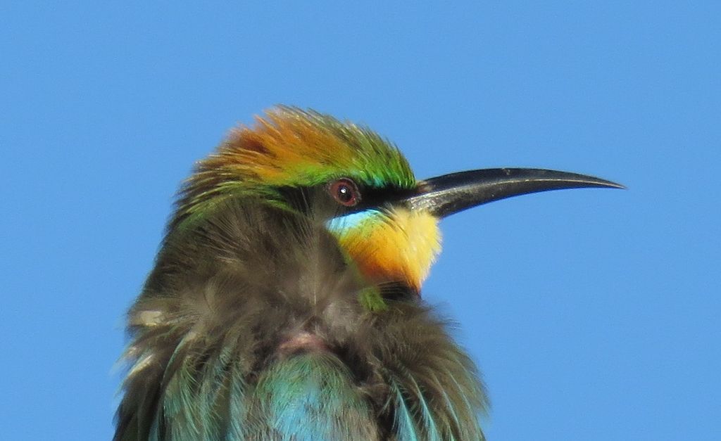 Rainbow Bee-eater