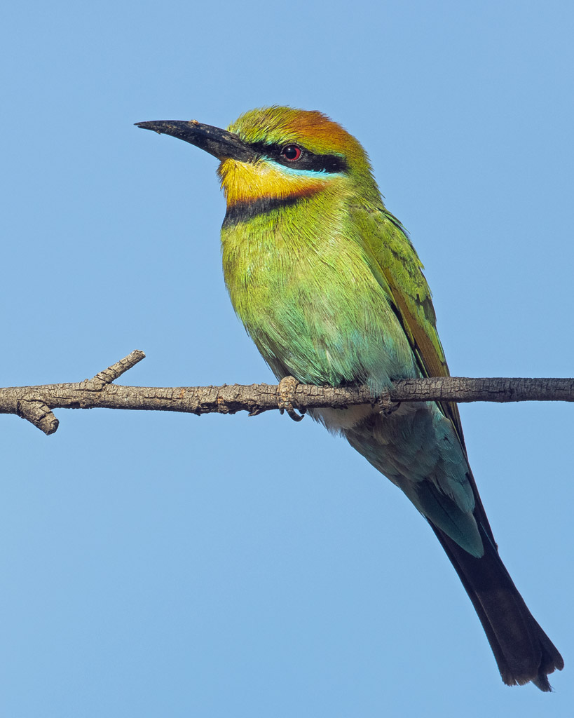 Rainbow Bee-eater