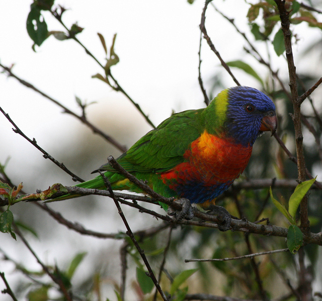 Rainbow Lorikeet