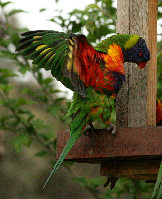 Rainbow Lorikeet