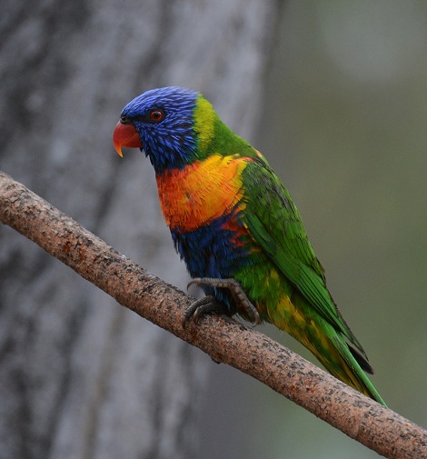 Rainbow Lorikeet