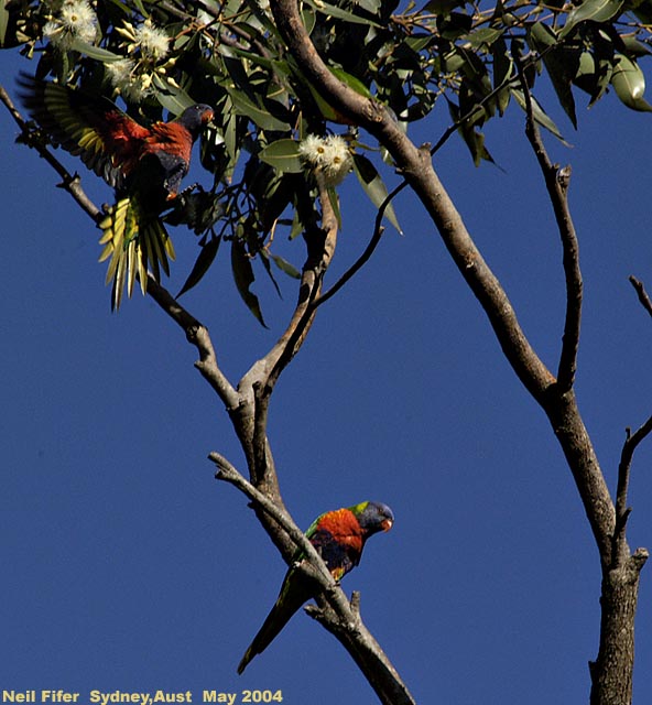 rainbow lorikeets feeding in Swamp Mahogany