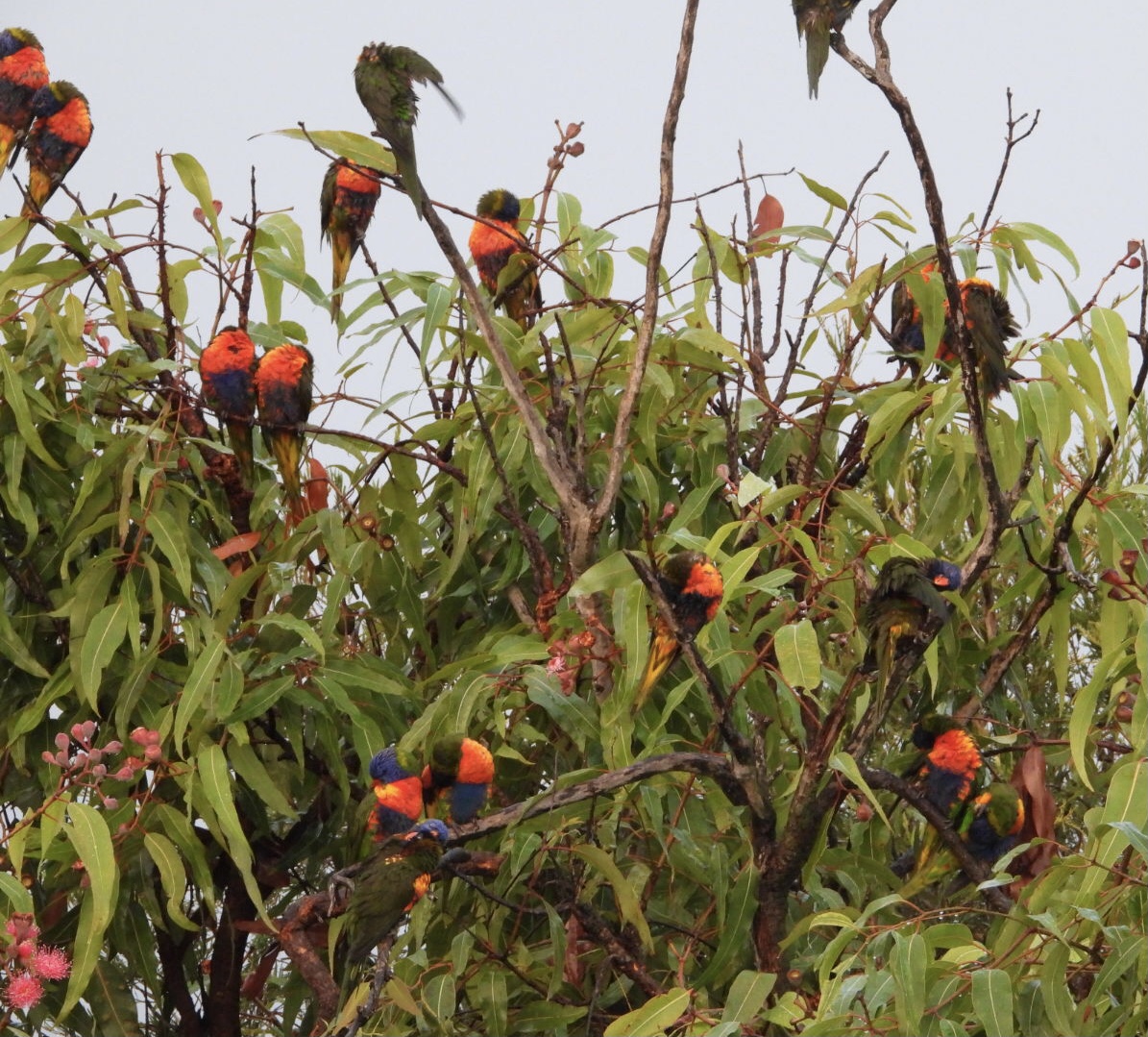 Rainbow lorikeets preening after rain