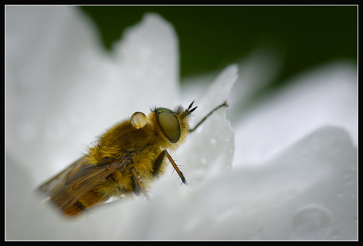 Raindrop on fly