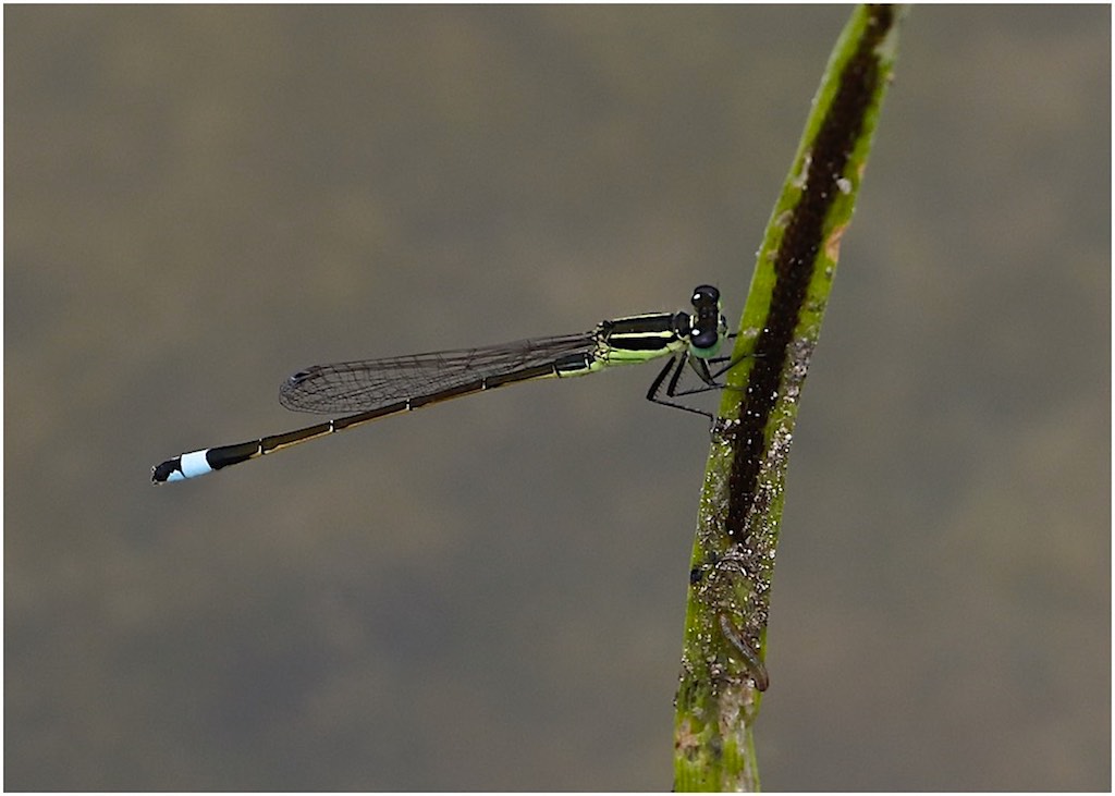 Rambur's Forktail (male)