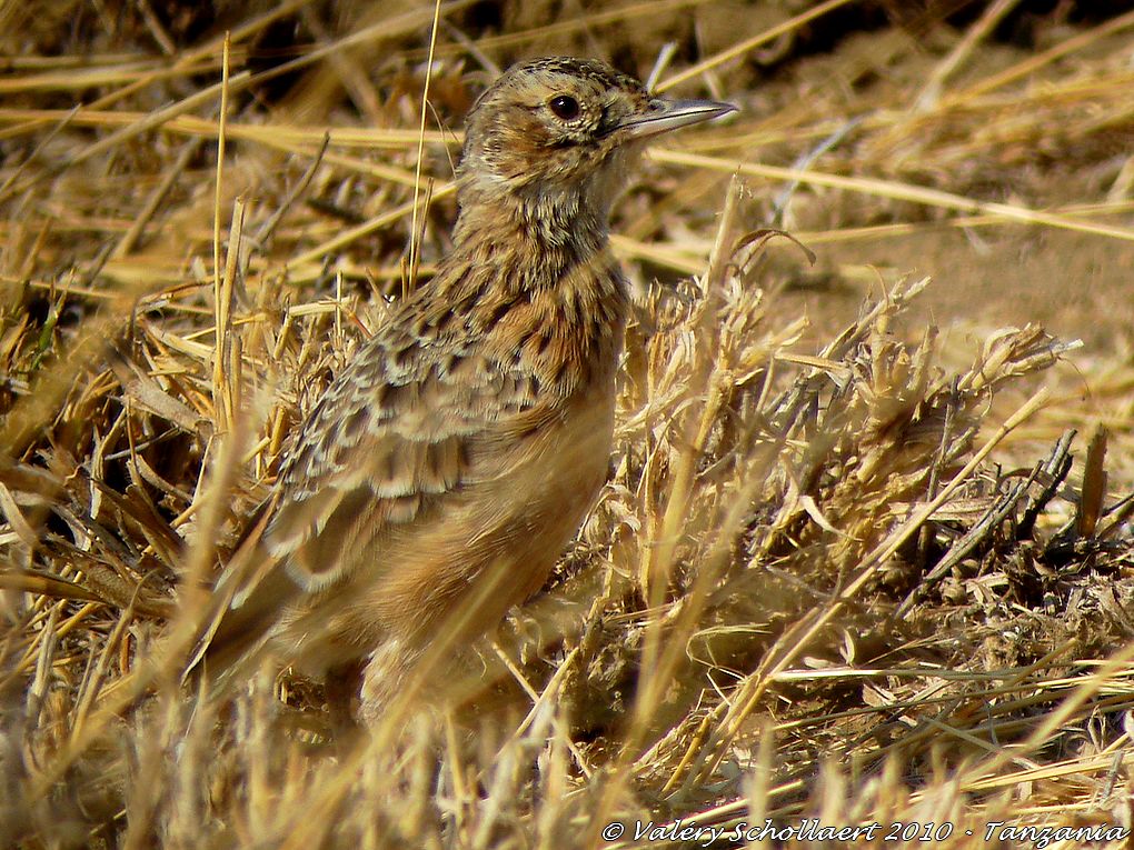 Rarest Tanzanian Endemic ?