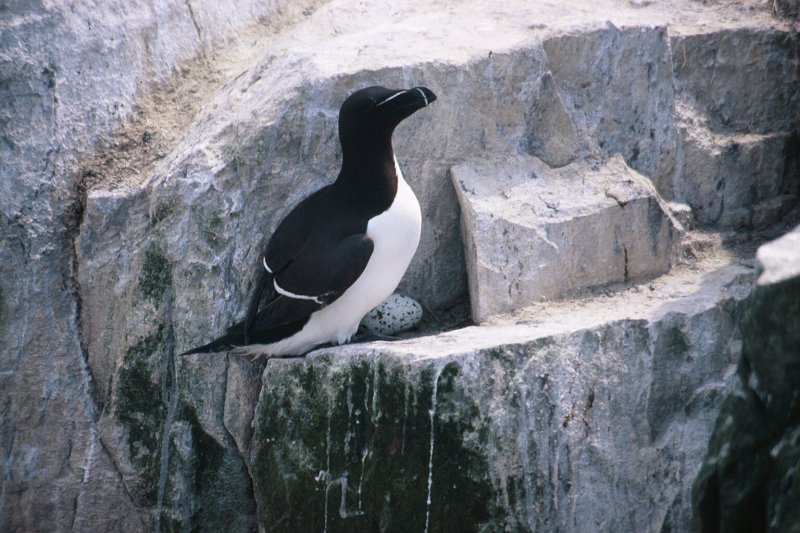 Razorbill on egg