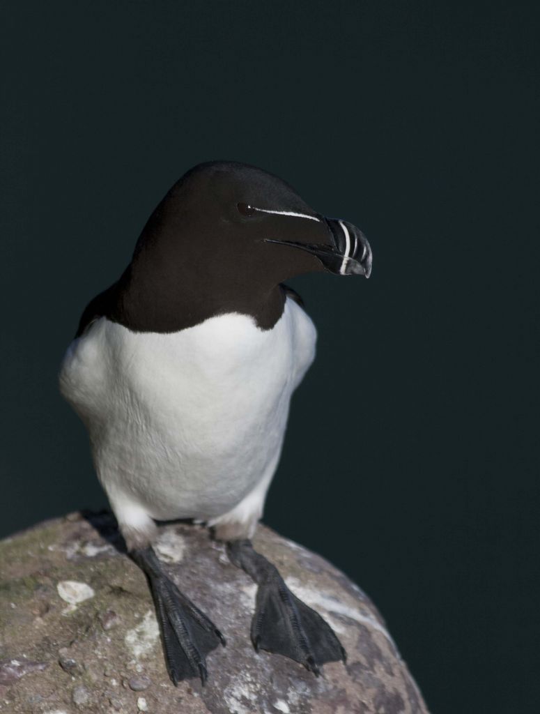 Razorbill