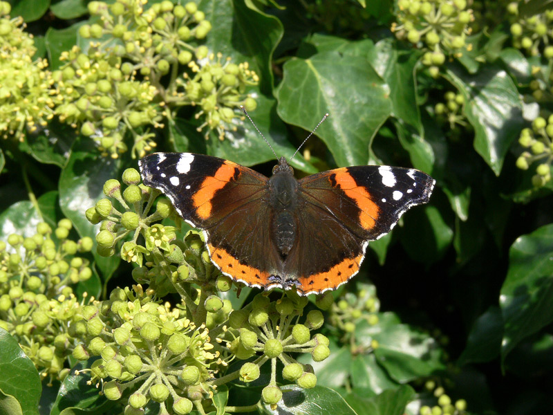 Red Admiral at Rest