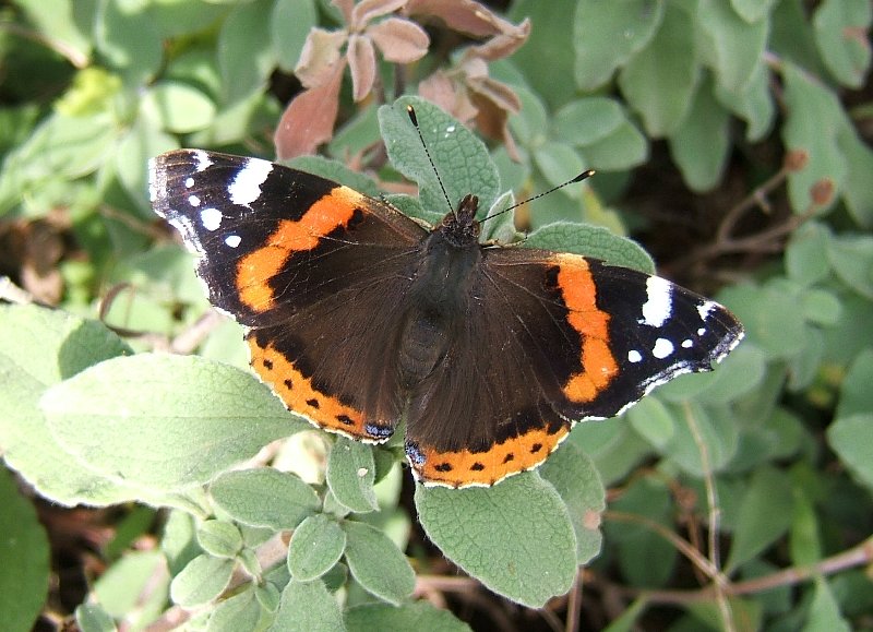 Red Admiral