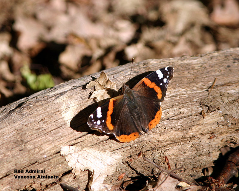 red admiral