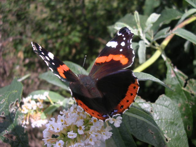 RED ADMIRAL.