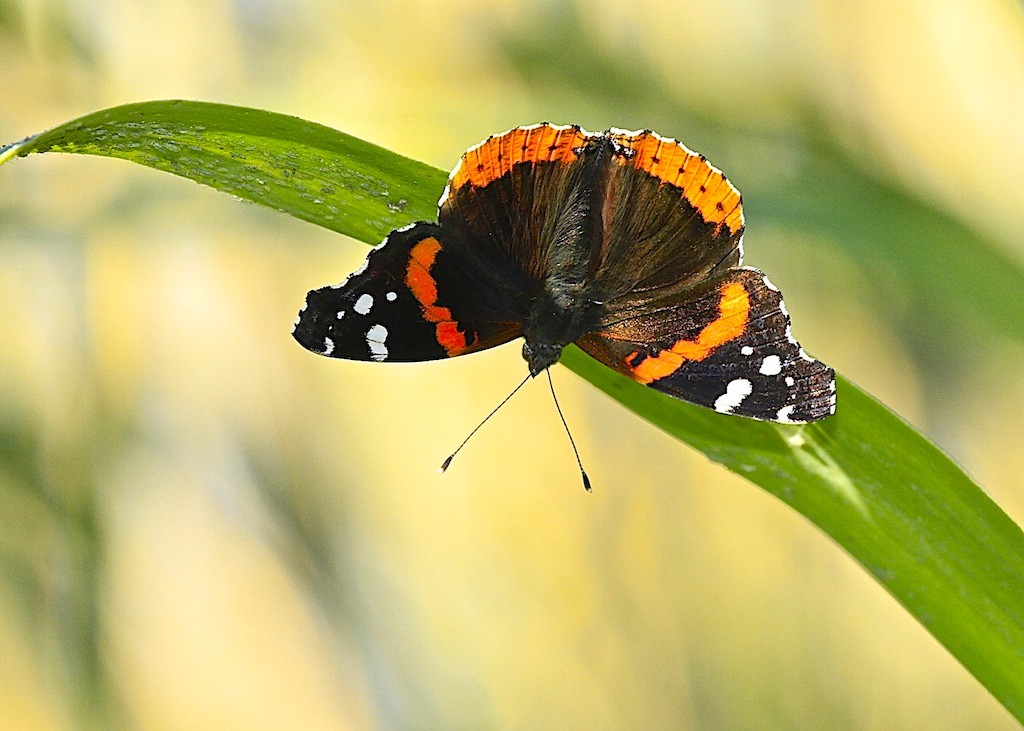 Red Admiral