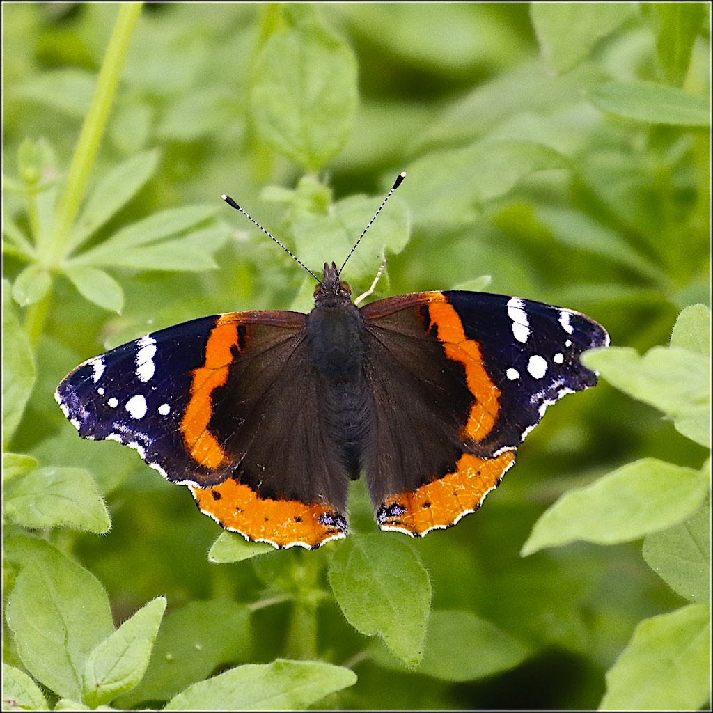 Red Admiral