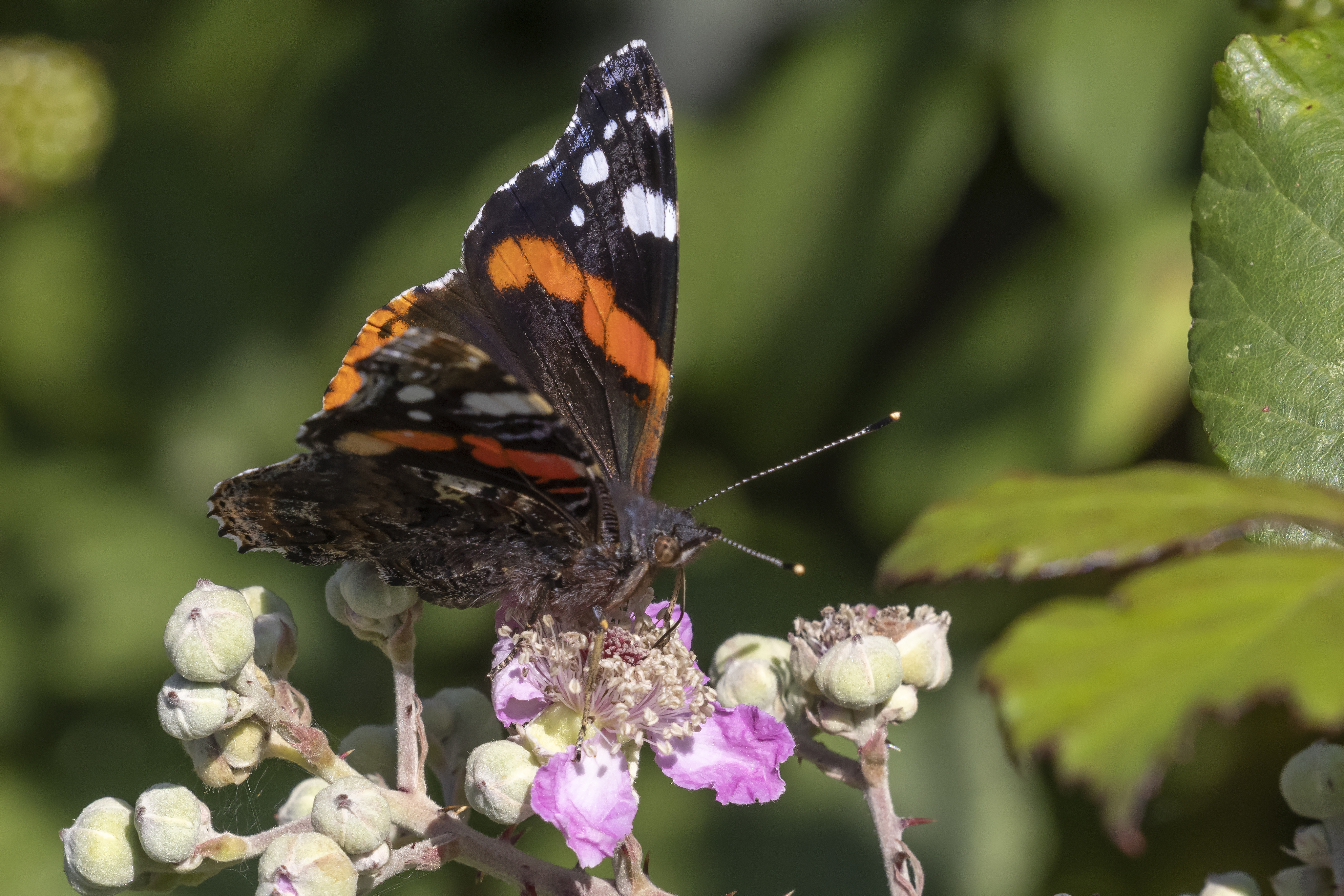 Red Admiral