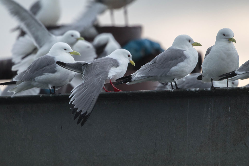 Red and Black-legged Kittiwakes