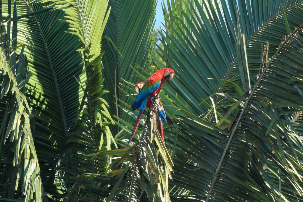 Red-and-Green Macaws