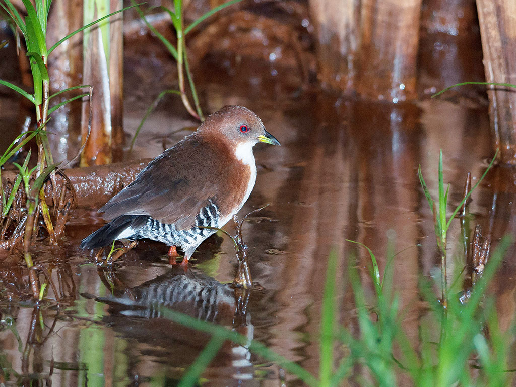 Red-and-white Crake