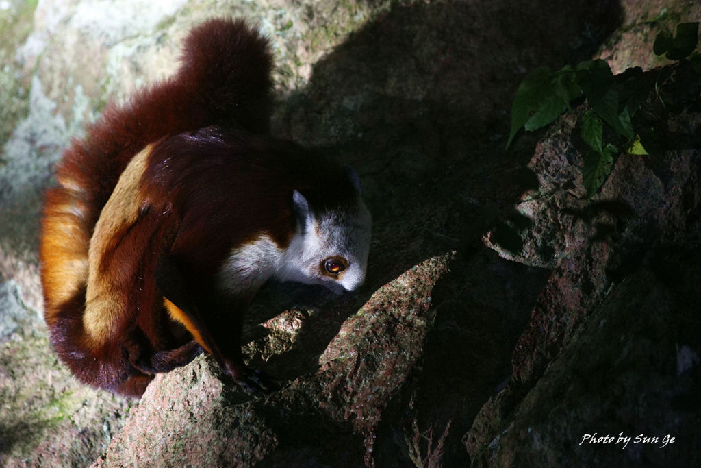 Red-and-white giant flying squirrel