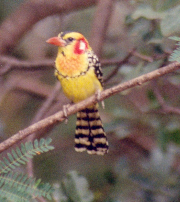 Red-and-yellow Barbet