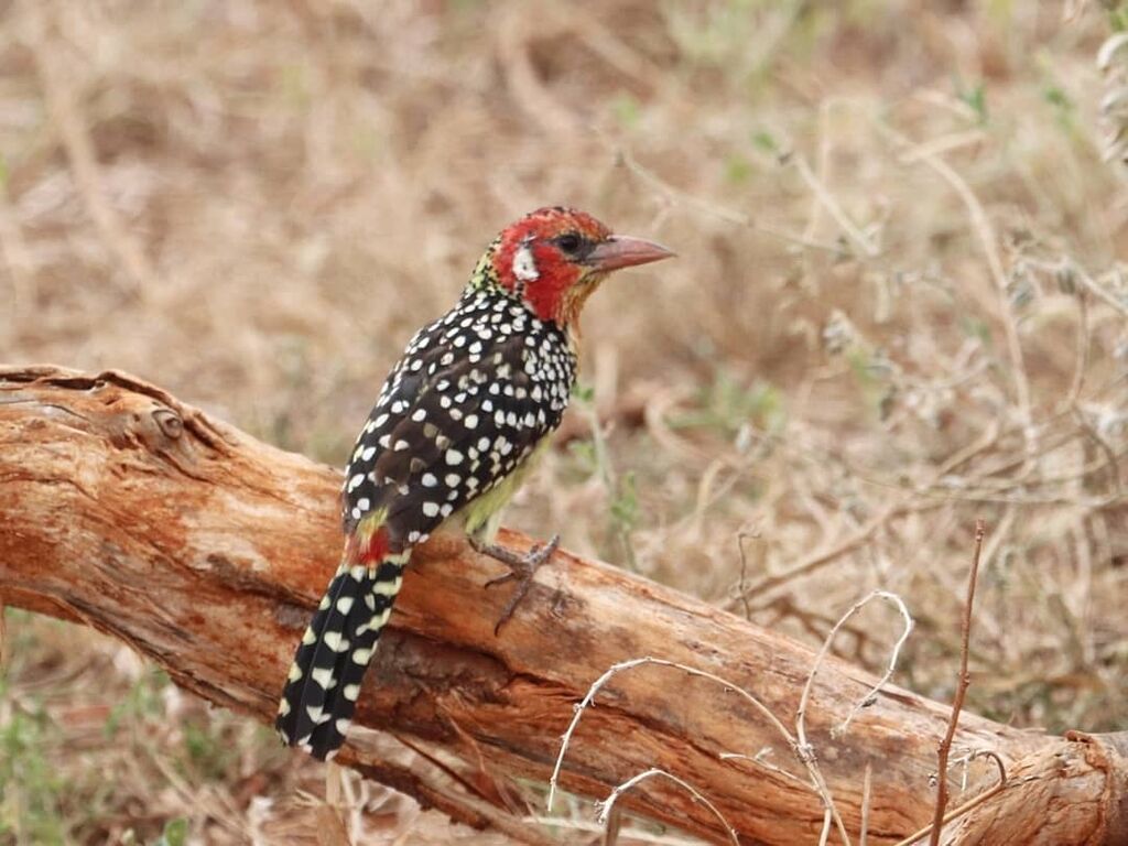 Red-and-yellow Barbet