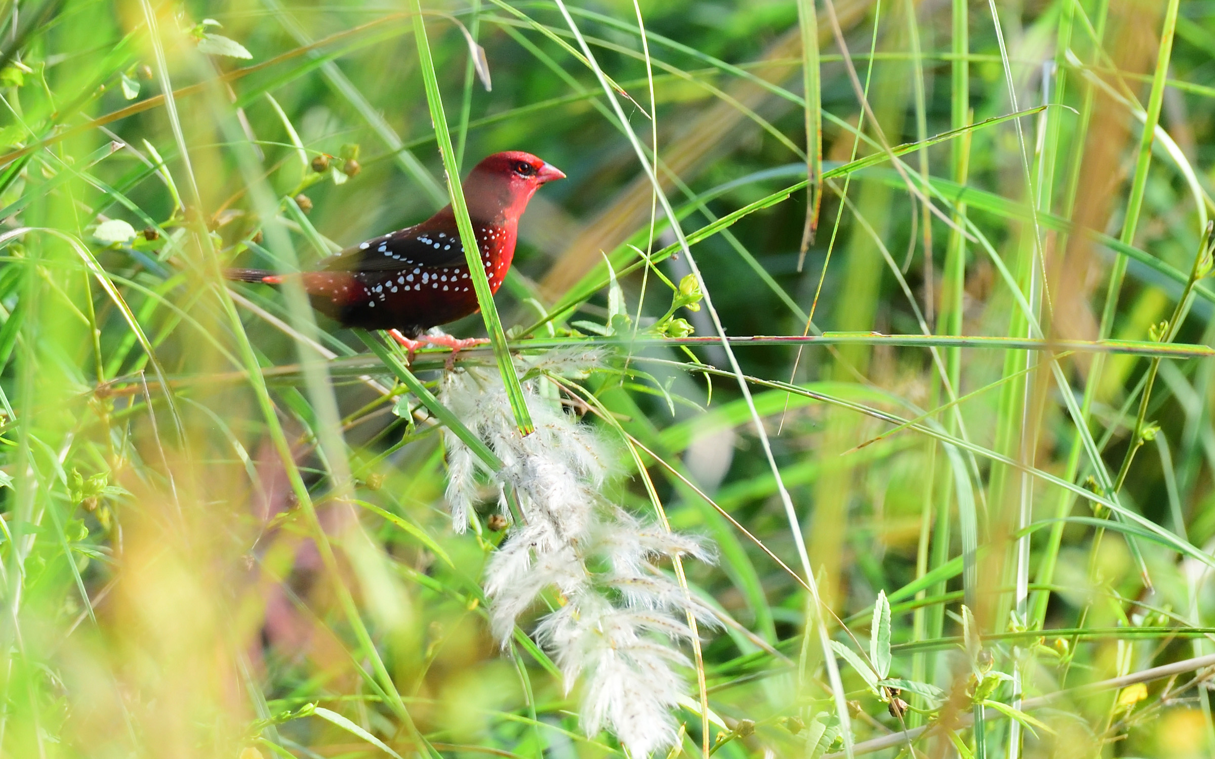 Red Avadavat