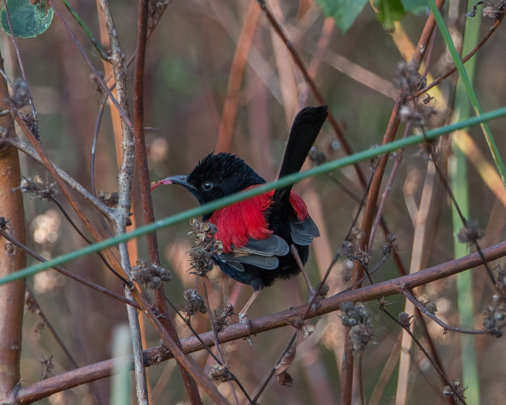 Red-backed FairyWren