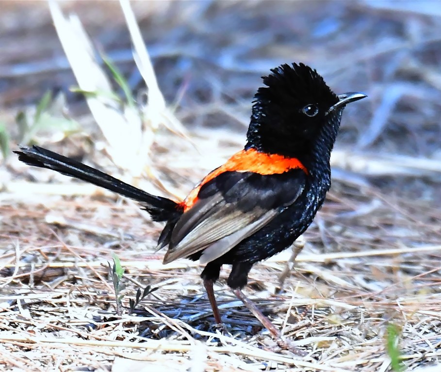 Red-backed Fairywren