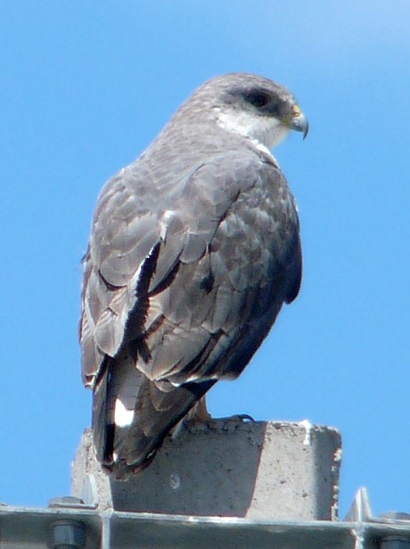 Red-backed hawk