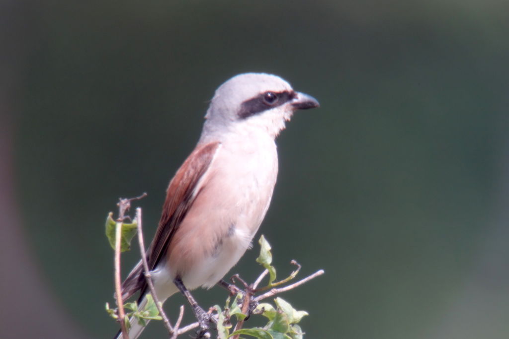 Red-backed Shrike Keeping Watch