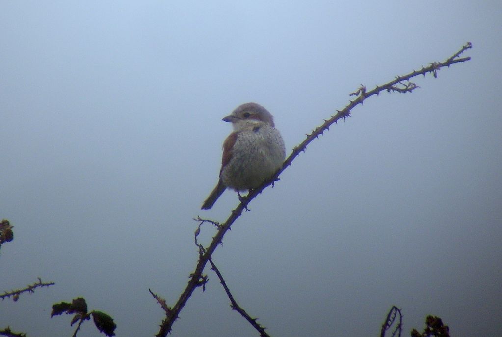 Red Backed Shrike