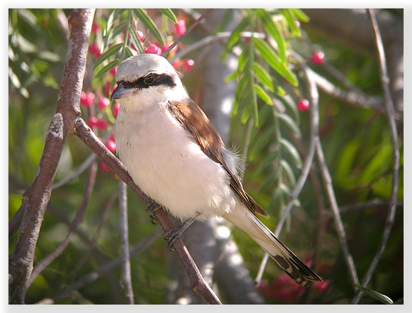 Red-backed shrike