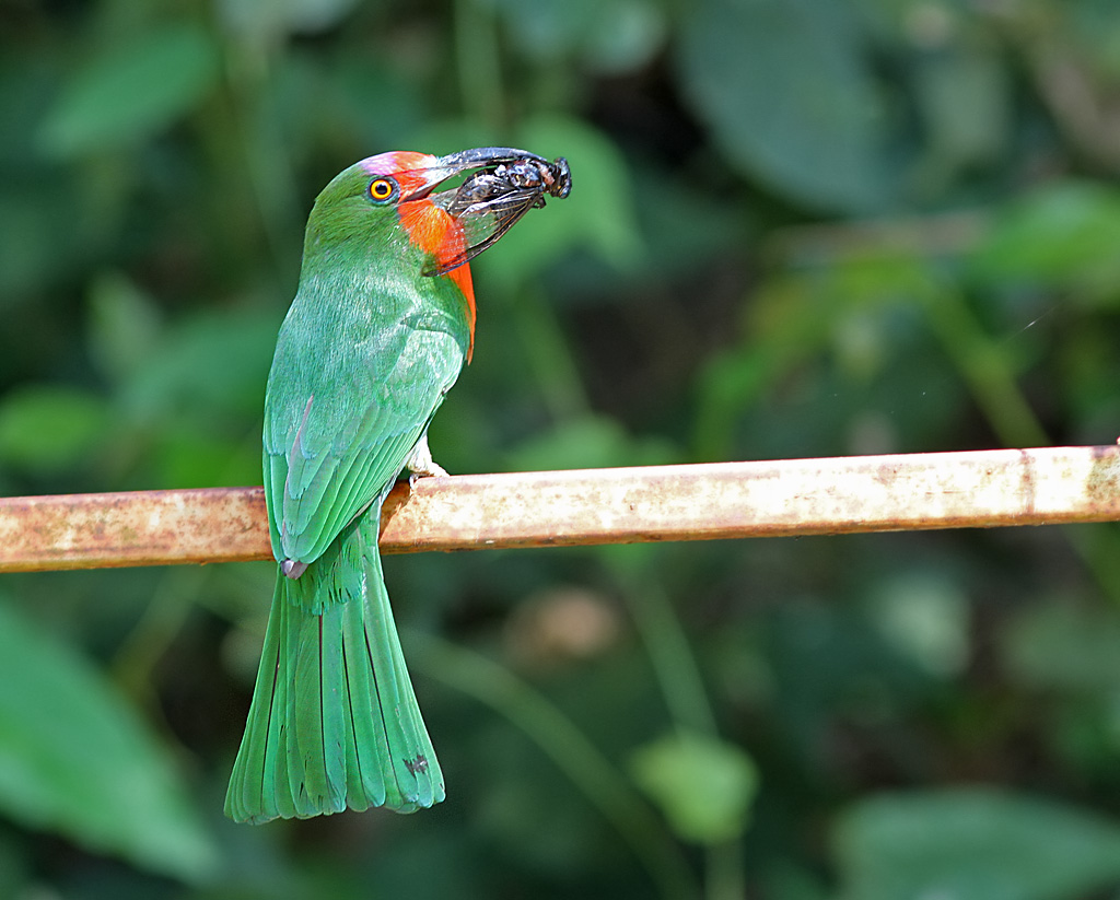 Red-bearded Bee-eater