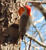 Red Bellied Male