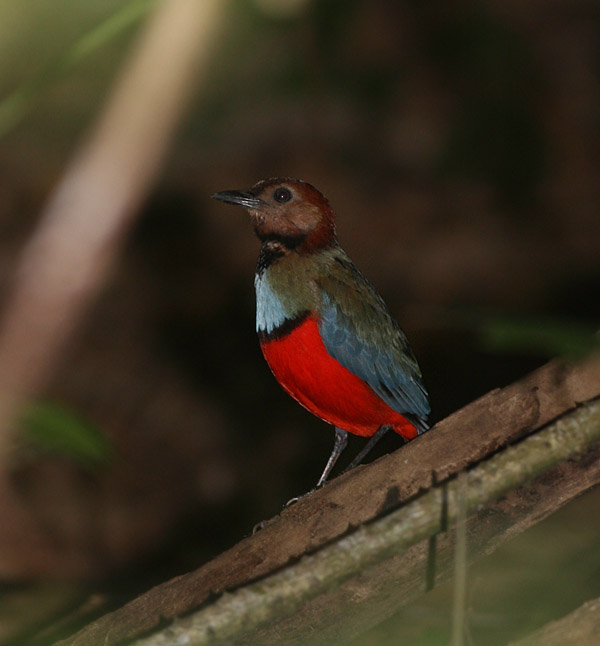 Red-bellied Pitta